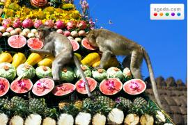 Agoda.comがサルたちの祭典・タイのロッブリー猿祭りをご紹介  