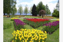 レマン湖の花と呼ばれるかわいい町モルジュのチューリップ・フェスティバル