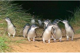 ペンギンの島フィリップ島、バードウォッチングと環境ボランティアプログラム