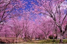 暖かい台湾で少し早くお花見を満喫！「武陵の桜祭り」