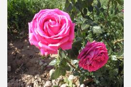 イランに薔薇の花咲く季節がやってきます！