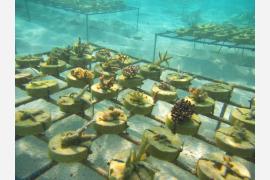 センターラ・グランド・アイランド・リゾート＆スパ　モルジブ　環礁育成プログラムを開始