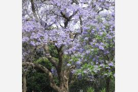 南半球の春を告げる紫の花ジャガランダの祭典