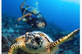  ユネスコの生物圏保存地域のバァ環礁でマンタと一緒にスイミングできる、モルディブのアミラとフィノールからお知らせでし