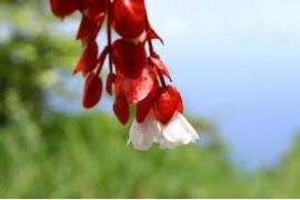 ここでしか見られない花「タンギモウジア」が咲き誇り、国際日付変更線が通る島　緑豊かな”ガーデン・アイランド”タベウニ島