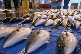 「富山湾のブリ」シーズン到来！最高級ブランド魚「ひみ寒ぶり」