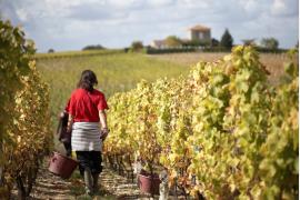2019年のボルドーワインの収穫