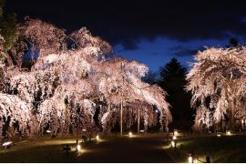 醍醐寺初の一般公開！春の夜間特別拝観～さくらさく夜の祈り～を開催
