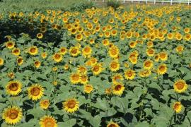 夏の太陽から元気をもらおう！成田ゆめ牧場「ひまわり迷路」8月末まで開催