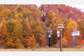 大自然の紅葉を楽しむ「裏磐梯紅葉ロープウェイ」秋の運行開始