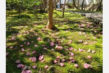 通常非公開！京都の尼門跡寺院「霊鑑寺」で椿の咲き誇る庭園を特別公開