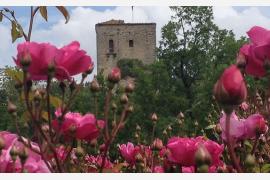 イタリアのエミリア・ロマーニャ州で5月から6月にかけて咲き誇るバラ