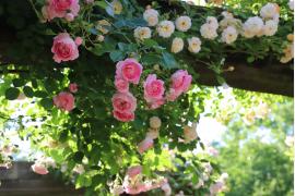 滋賀県米原の英国式庭園でバラを楽しむ「朝バラガーデン」