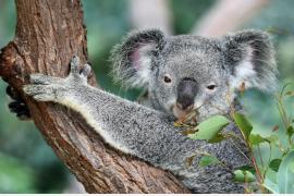 オーストラリアで野生のコアラに出会える場所３選！