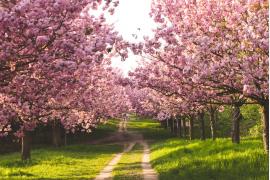 平和を願うベルリンの桜並木