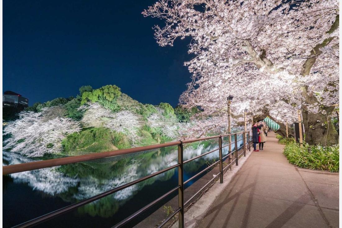 さくらの名所「千鳥ヶ淵」の夜桜ライトアップが4年ぶり復活！