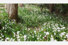 滋賀県長浜市の賤ケ岳、４月中旬～５月中旬頃までシャガの花が見頃