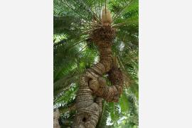 シックスセンシズ ニンバンベイ 樹齢100年を超えるソテツの“ヘリテージツリー”認定