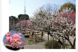 梅花彩る江戸花屋敷 向島百花園の「梅まつり」が2月10日から開催