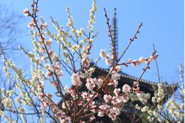 横浜・三溪園で100年前の風情を感じる梅のお花見体験『観梅会』開催