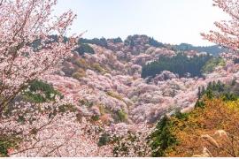 コロナ5類移行後初の花見シーズン「2024年 桜の名所東西人気ランキング」公開