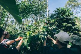 【バリ島でコーヒー収穫体験】農園に宿泊してコーヒーづくりに浸るバリ島コーヒー農園ツアー