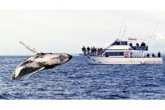 オーストラリア東沿岸部でホエールウォッチング (C) Tourism  New South Wales