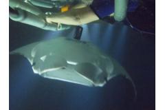 こんな至近距離で野性のマンタに合えるのは、ハワイの海でもここだけです。