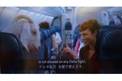 美人、というだけではない魅力のあるこのCAさん。デルタ航空の国内線に乗れば会えるかも？