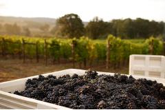 Oregon Bounty Grand Tastingにはオレゴンのベストワイナリーが40以上出展。(©John Valls)