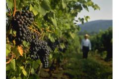 Photo credit: Virginia Tourism Corporation