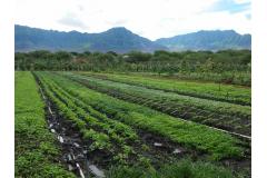 オアフ島の西、ワイアナエ山脈のふもとに広がるMAO Organic Farm。山の養分と海のミネラルが堆積した肥沃な土壌で栽培された野菜は、ハワイのシェフたちがこぞって求めることで知られている。