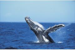 冬場はクイーンズランド州まで北上するクジラたち (C) Tourism Queensland