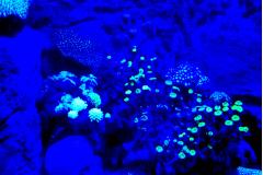 誰ですか？サンゴに蛍光塗料塗ったのは？いえ違います、サンゴが光るんです！