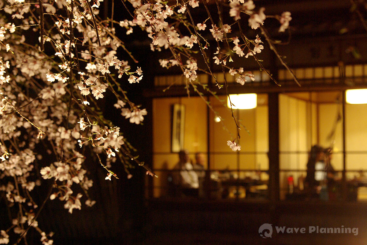 オージーも憧れる京都・祇園の桜