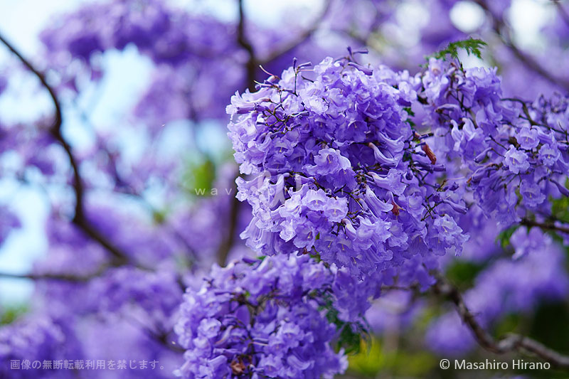 紫色のベル状の花がたくさん集まって咲くジャカランダ
