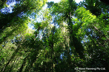 ゴンドワナ大陸の生態系がそのままに残る、世界遺産「オーストラリアのゴンドワナ雨林」の森。