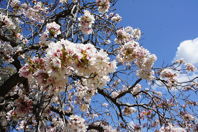 カウラの町のあちこちで、満開になった桜