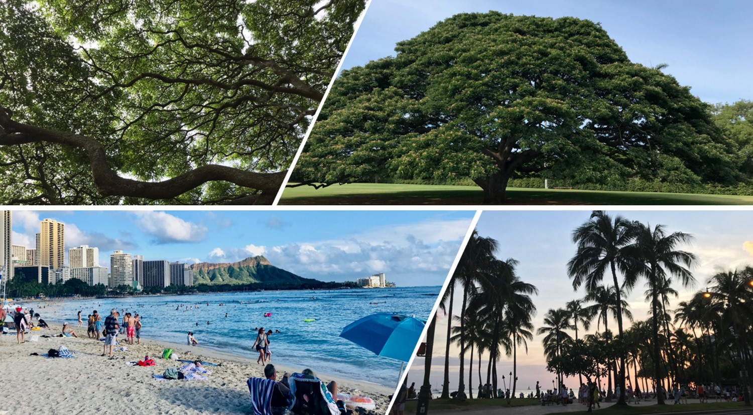 ハワイ神話には、海や木々がたくさん登場します。神話を愉しみながらも、昔から延々と美しい自然が引き継がれてきたことを実感することができます。