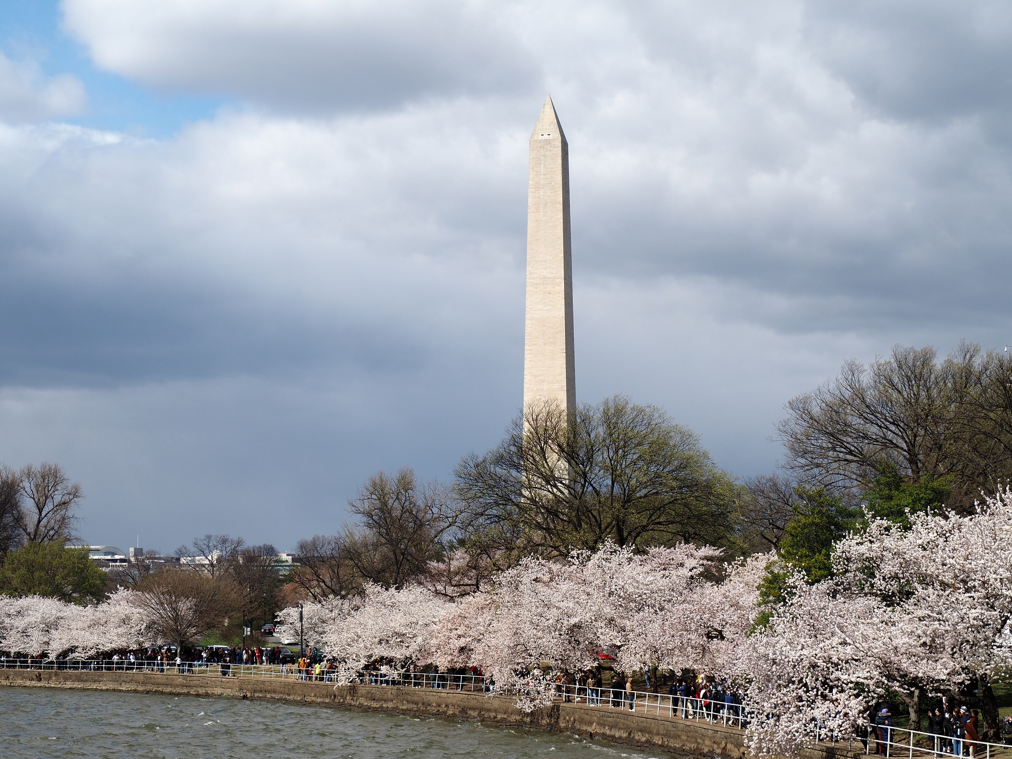 連載コラム 鉄分 サプリの旅 米首都ワシントンの日米友好の桜 １１０周年を迎えて満開 トラベルコラム Risvel