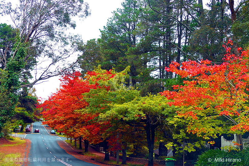 紅葉する広葉樹が多く見られるブルーマウンテンズのエリア