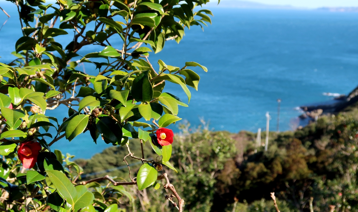 ヤブツバキの花の見ごろは12~3月。青い海とのコントラストが美しく、島内のさまざまな場所で見ることができます。