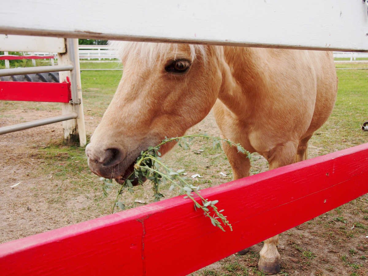 敷地内でのびのびと過ごす馬。簡単な柵があるだけで、ほぼ放し飼い状態！
