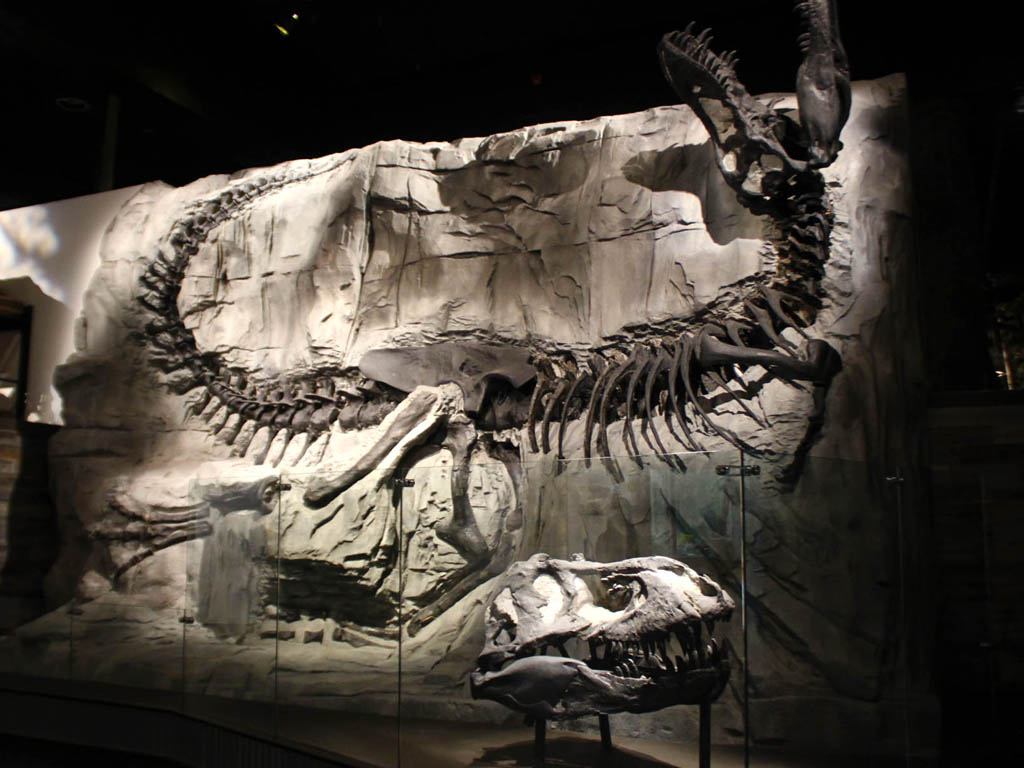 「ブラック・ビューティー」と名付けられたティラノサウルスの化石
