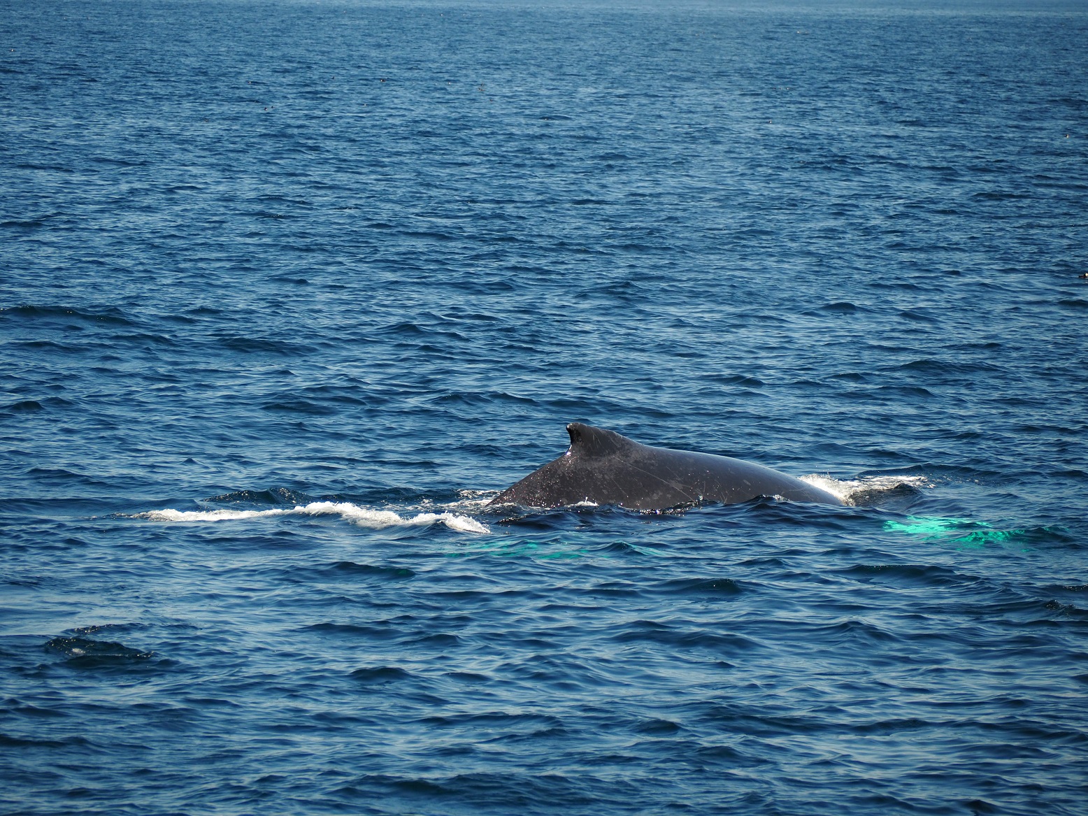 △ウィットレス湾自然保護区を泳ぐナガスクジラ（７月、ニューファンドランド島で筆者撮影）