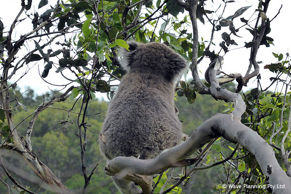 林に入って木の上をくまなく見渡す、野生のコアラ探しは楽しい！