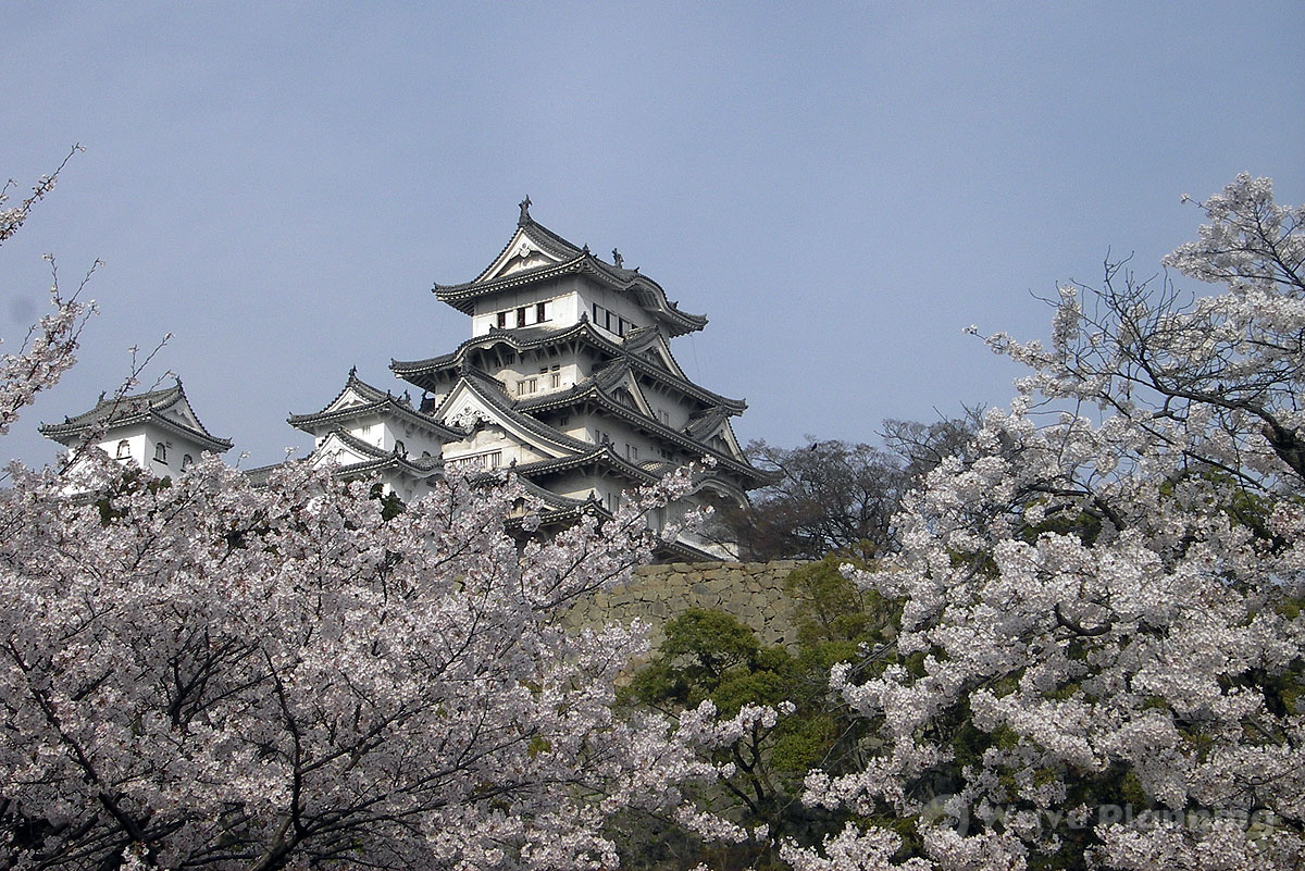 満開の桜に包まれる姫路城