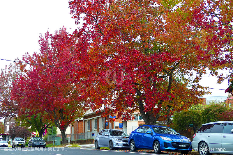 街路樹も紅葉して、いつもとは一味違った景色に♪