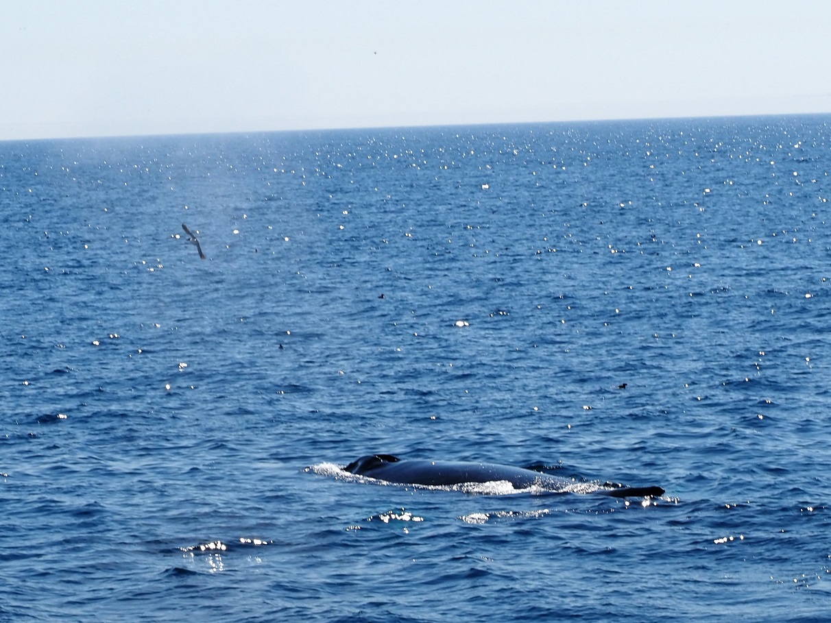 △潮を吹くナガスクジラ（７月、ニューファンドランド島で筆者撮影）