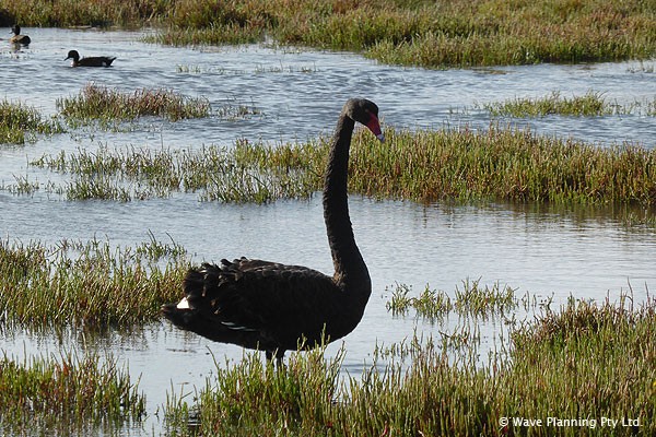 数多くの鳥たちが生息するフィリップ島の湿地帯。野生の黒鳥も間近で見られる。